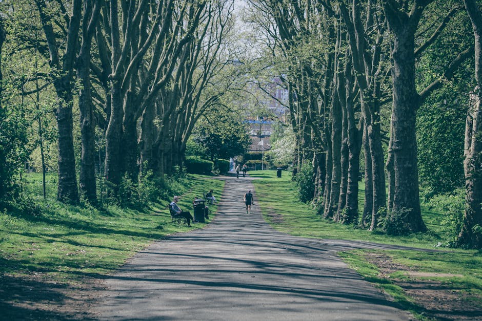 A wide view of a tree-lined pathway in a park with lush green foliage and tall trees arching overhead, casting shadows on the paved path. Several park benches are visible along the sides of the pathway, with a few people seated. In the distance, a person is walking towards the camera, while other figures are further along the path, some standing and some walking. The environment appears peaceful and well-maintained, with bright natural lighting indicating a clear day. This scene captures the outdoor setting typical of a residential area or urban park where home relocations and furniture transport services by Finsbury Park Movers could be coordinated for moving and packing logistics amidst the natural surroundings.